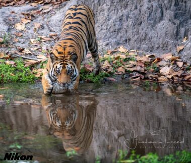 Tigers Of Bandhavgarh